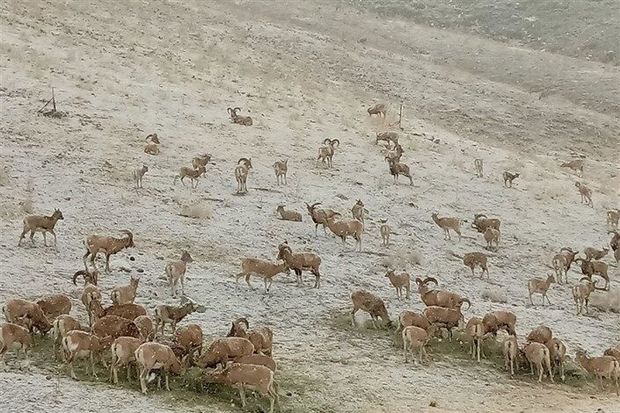 پخش علوفه برای گونه‌های جانوری در منطقه حفاظت شده باشگل