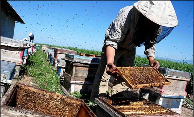 زنبورداری در جنوب کرمان طعم تلخ بیکاری را شیرین کرده است