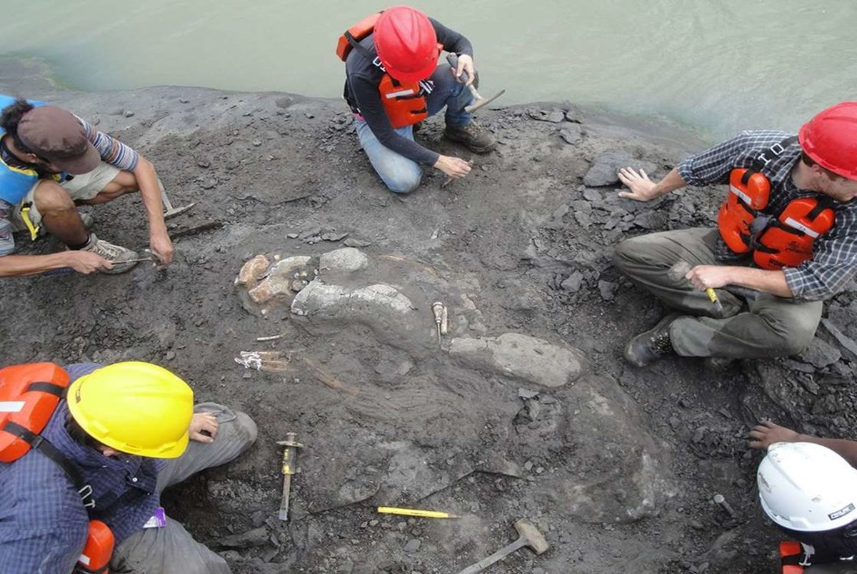 بقایای گاو دریایی ۲۰ میلیون ساله در پاناما+ عکس