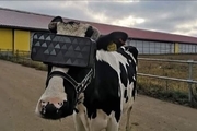 یک روش عجیب برای بیشتر شیر دادن گاو/ گاوها عینک واقعیت مجازی زدند! + تصاویر