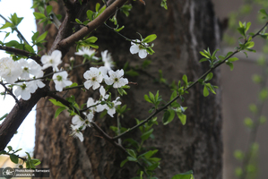 شکوفه های بهاری تهران