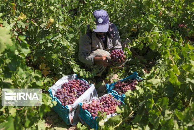 شناسایی ۲۴۰ رقم انگور در خراسان شمالی سازگار با اقلیم استان