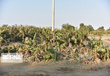 سیلاب به افزون‌بر سه هزار هکتار از باغات موز سیستان و بلوچستان خسارت وارد کرد