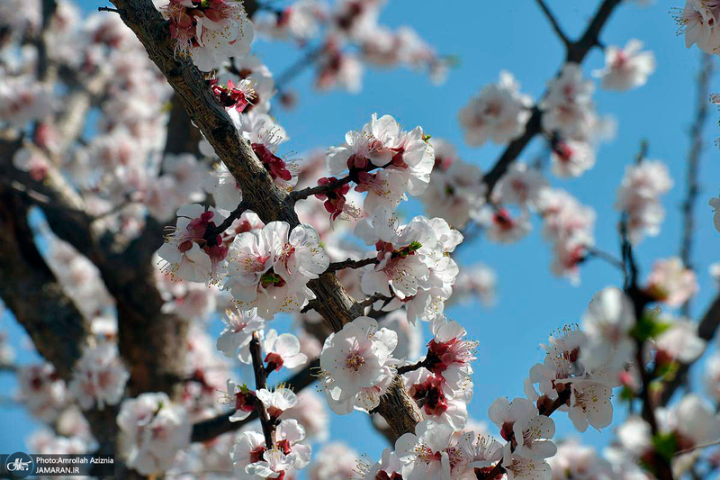 حال و هوای بهاری در حرم مطهر امام خمینی (س)