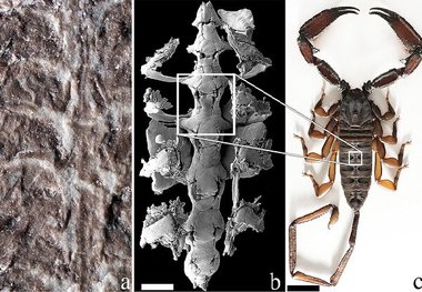 فسیل ۴۳۷ میلیون ساله یک عقرب شناسایی شد/ عکس