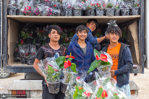 پرورش گل در محلات؛ هلند ایران