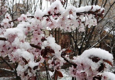 سرمای بهار به کشاورزان و دامداران  استان اردبیل خسارت زیادی وارد کرد