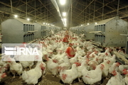پایش روزانه کانون‌های احتمالی آنفلوآنزای پرندگان در آستارا