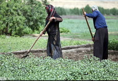 کشت بهاره در استان کرمانشاه با وجود کرونا بدون وقفه در حال انجام است