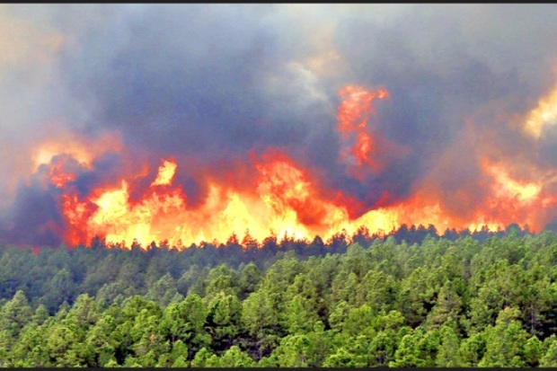 آتش سوزی جنگل ها و مراتع 60 درصد کاهش یافت