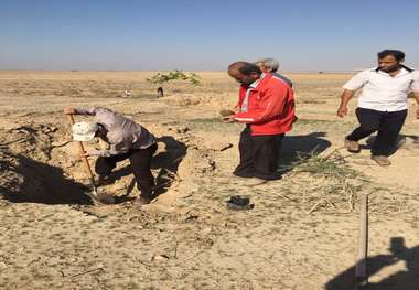 طرح جنگلکاری در روستای چهارروستایی گناوه اجرا شد