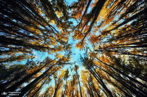 منتخب تصاویر امروز جهان- 15 آبان 1400