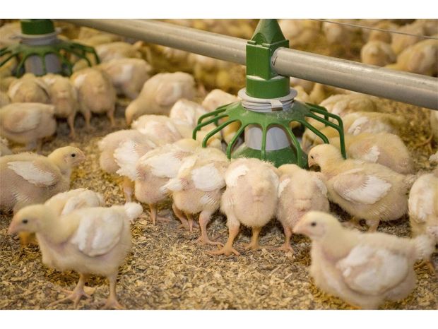 ۲۲ واحد صنعتی مرغ گوشتی در مه ولات فعال است