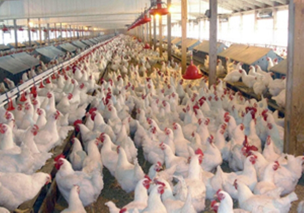 83 هزار قطعه مرغ در بستک هرمزگان تلف شدند