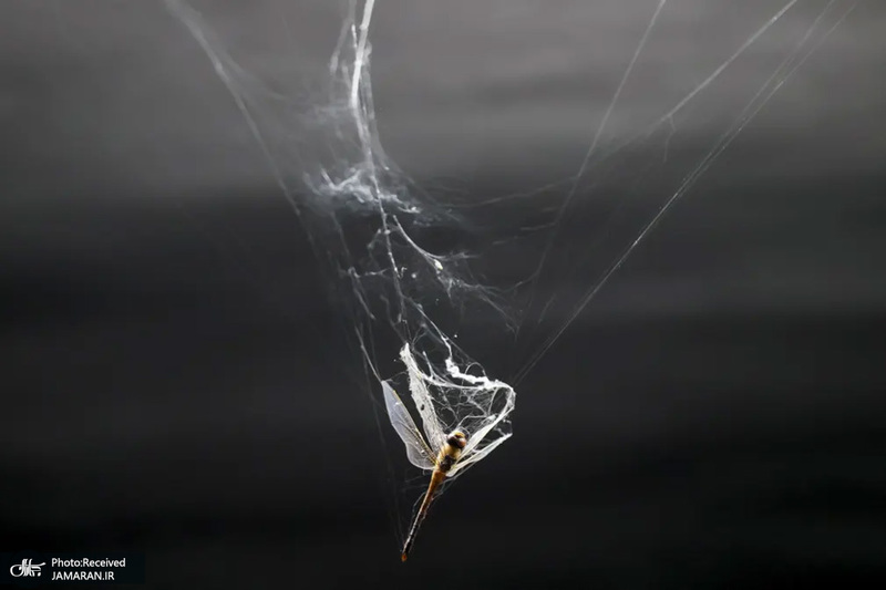 منتخب تصاویر امروز جهان - 4 مهر 1401