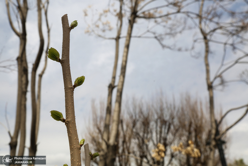 شکوفه های بهاری تهران