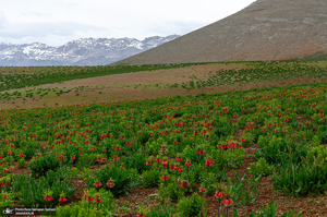 دشت لاله های واژگون کوهرنگ