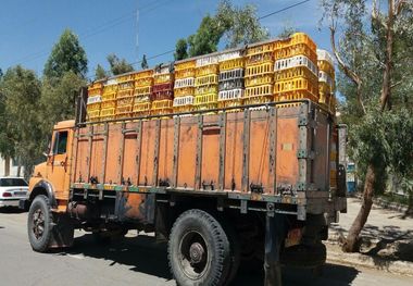 افزون بر چهار هزار قطعه مرغ قاچاق در بافق کشف شد