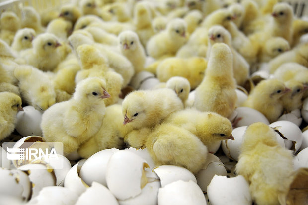 مدیرعامل اتحادیه مرغداران سمنان: جوجه‌ها بی‌غذا مانده‌اند