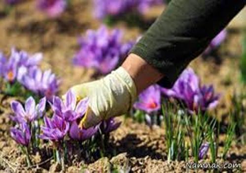 تولید زعفران مرغوب در استان اردبیل از 100 کیلوگرم فراتر رفت