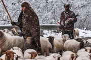 10 چوپان و200 راس گوسفند در آذربایجان شرقی گرفتار کولاک شدند