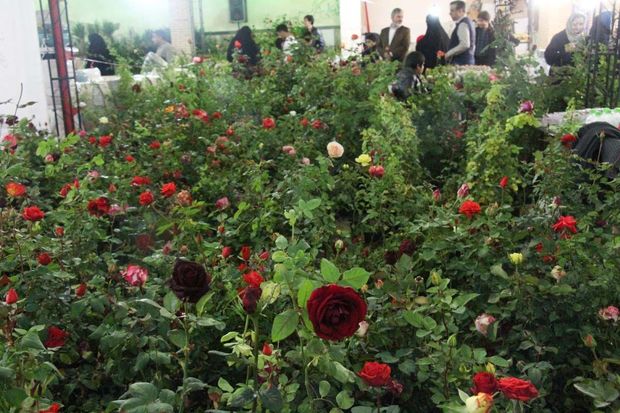 متقاضیان کشت گل‌های زینتی در یزد وام ارزان‌ قیمت دریافت می‌کنند
