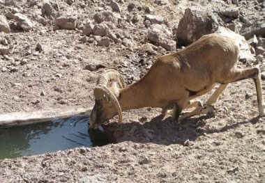 آبرسانی مستمر 