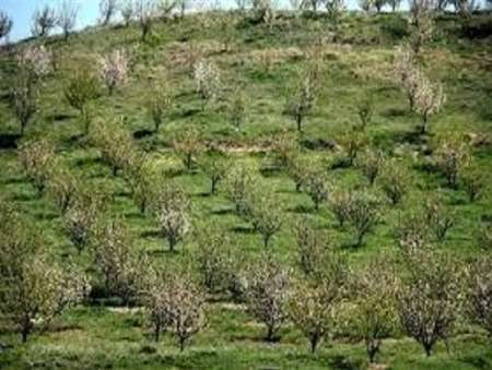 300 هکتار زمین شیب دار در خراسان شمالی برای توسعه باغ اجرایی شد