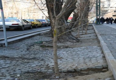 کاشت بیش از یکهزار اصله چنار در مرکز پایتخت