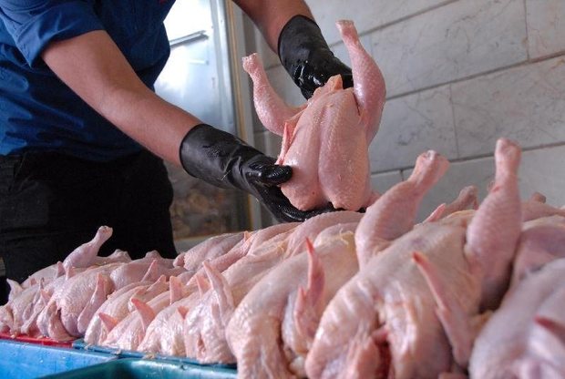 تولید مرغ گوشتی خراسان رضوی با برنامه کنترلی انجام می شود