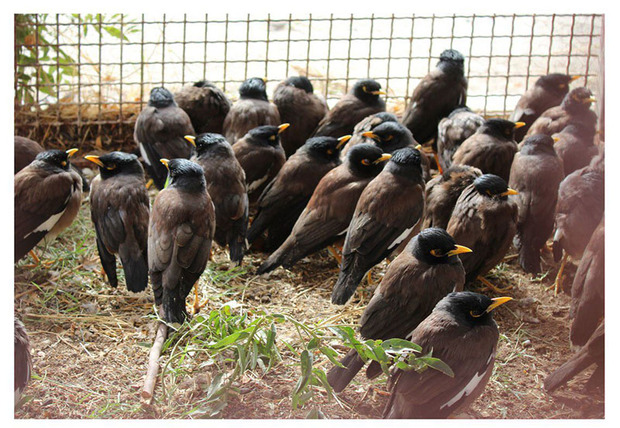 400 قطعه پرنده زینتی قاچاق در نیمروز کشف شد