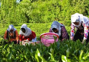 مدیر تعاون روستایی سمنان: جایگاه تعاونی ها در اقتصاد کمرنگ است