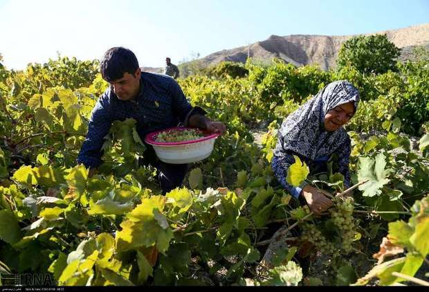 250 خانوار مستمری بگیر بیمه اجتماعی روستایی شیروان هستند