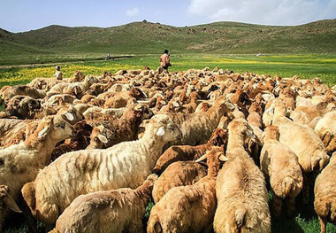 آمیخته گری اصولی بهترین روش اصلاح نژاد دام سبک است