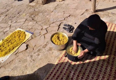 برداشت خریط در شهرستان کارون آغاز شد