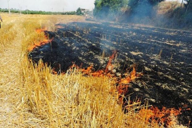 دودِ آتشِ کاه و کلش، بر چشم محیط زیست و مردم طارم