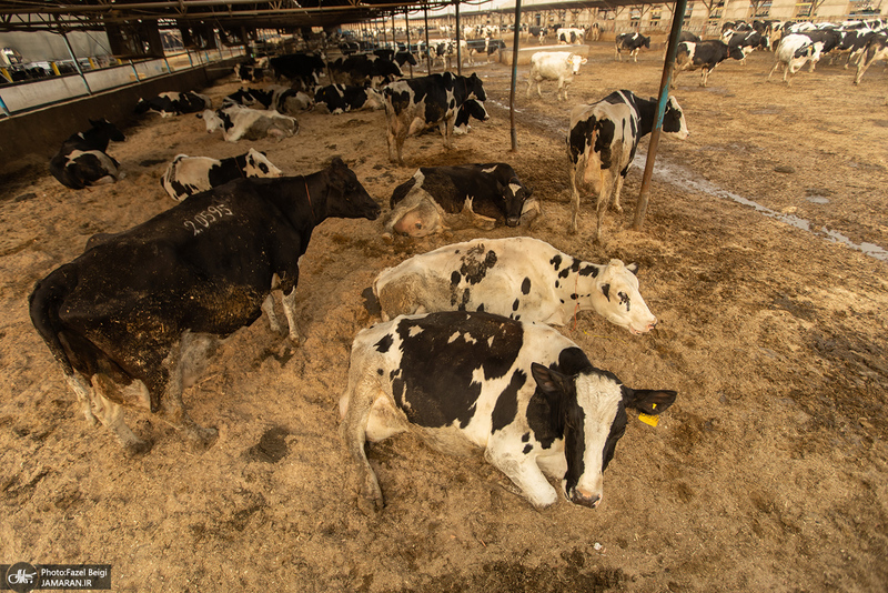 کارگران دامپروری؛ ستون‌های سلامت و آبادانی کشور