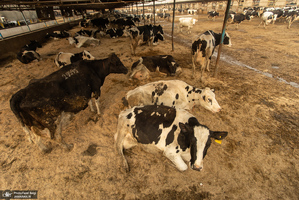 کارگران دامپروری؛ ستون‌های سلامت و آبادانی کشور