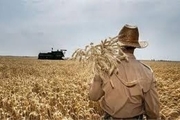 ۲۲۰ هزار تن گندم در آذربایجان‌شرقی خرید تضمینی شد