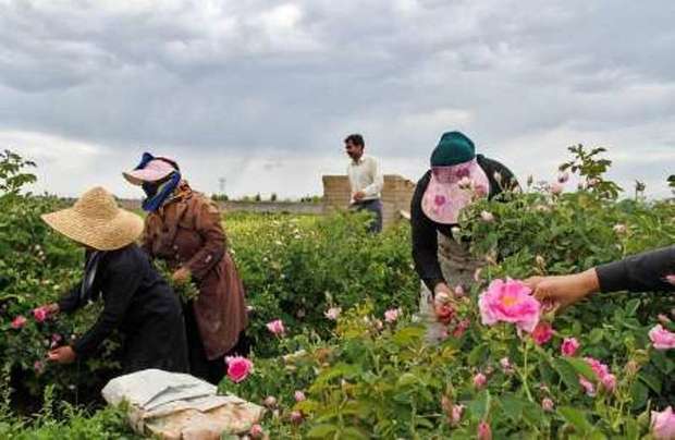 278 تن گل محمدی در خراسان شمالی برداشت شد