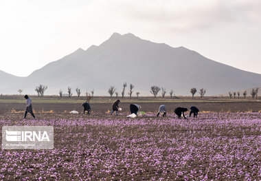 خسارت ۱۳۲ میلیارد ریالی کشاورزان خراسان شمالی در پاییز