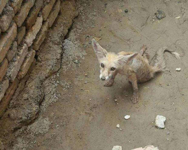 روباه مصدوم در گمیشان درمان شد
