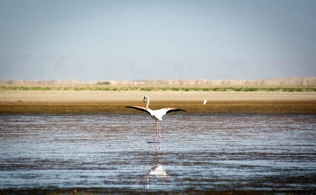 درخواست کمک، برای نجات صدها جوجه فلامینگو
