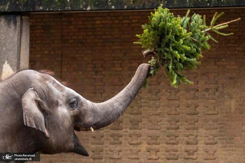 منتخب تصاویر امروز جهان- 9 دی 1400