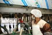 رییس سازمان جهاد کشاورزی مازندران: شیر مازاد خرید تضمینی می شود