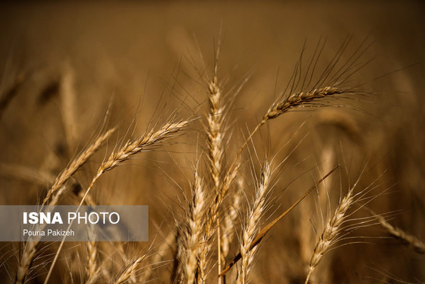 ۸۵ مرکز گندم مازاد بر نیاز کشاورزان استان را خریداری می‌کنند