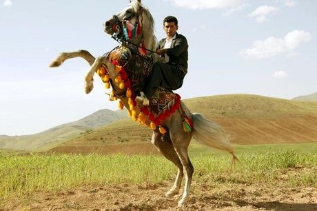 پایان کار دومین جشنواره  ملی اسب کرد در کردستان