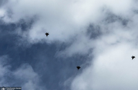 روایت بیروت؛ آنچه در تشییع رهبران حزب الله دیدم