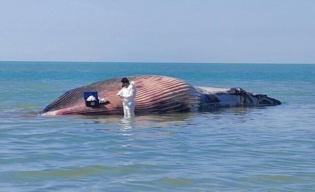 لاشه نهنگ به گل نشسته در بندر دیلم آتش زده شد