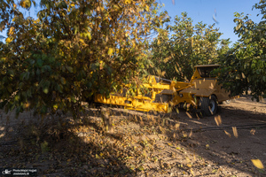 برداشت مکانیزه گردو در استان زنجان